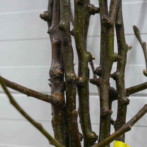 Asijská hrušeň Chojuro – sazenice s holým kořenem