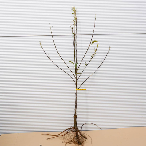 Jabloň Elstar – sazenice s holým kořenem