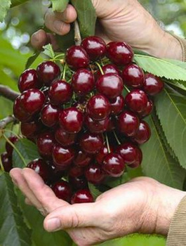 Třešeň Wera – sazenice s holým kořenem