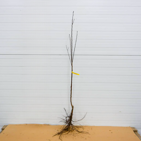 Meruňka sloupovitá Compacta – sazenice s holým kořenem