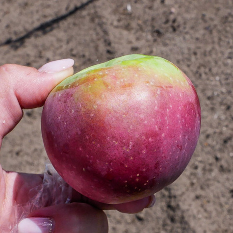 Jabloň Lobo – sazenice s holým kořenem