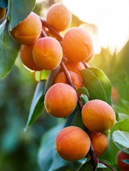 Meruňka Raná z Morden – sazenice s holým kořenem