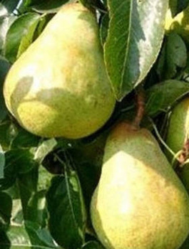 Hrušeň Williamsova – sazenice s holým kořenem