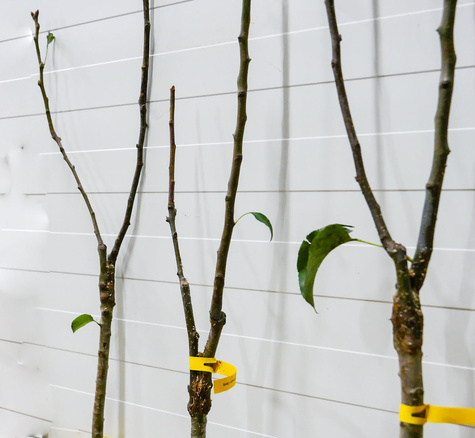 Duo Jabloň Červená a Žlutá Papierowka – sazenice s holým kořenem