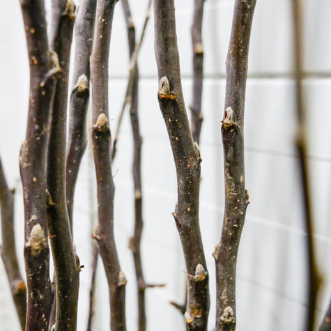 Jabloň Cortland – sazenice s holým kořenem