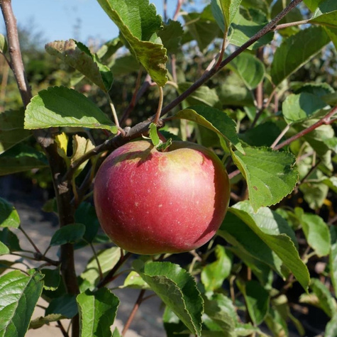 Jabloň Idared – sazenice s holým kořenem