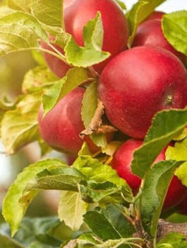 Jabloň sloupovitá Promyk Slonca (Sun Light) v typu Red Cap — sazenice s holým kořenem