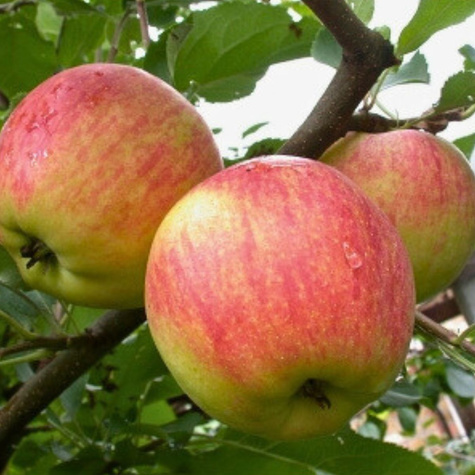 Jablečná kola Orange START PACK ®