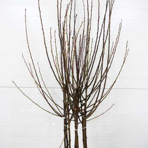 Švestka Jerozolimka Broskvová Renklóda – sazenice s holým kořenem