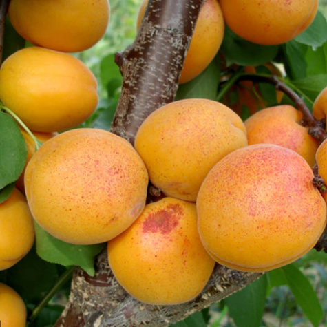 Meruňka Goldrich – sazenice s holým kořenem