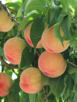 Broskvoň Harnaś – sazenice s holým kořenem