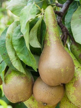 Hrušeň Konferencja – sazenice s holým kořenem