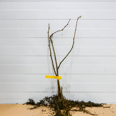 Líska Webba Cenny – sazenice s holým kořenem