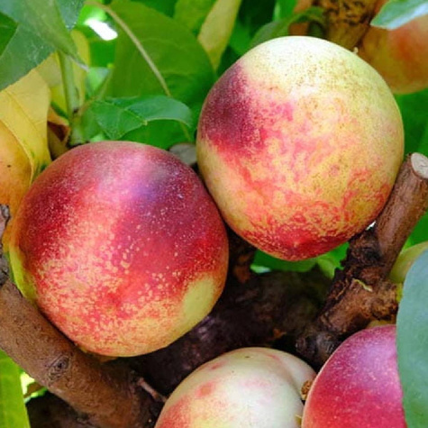 Nektarinka Artic Jay STARTOVNÍ BALÍČEK