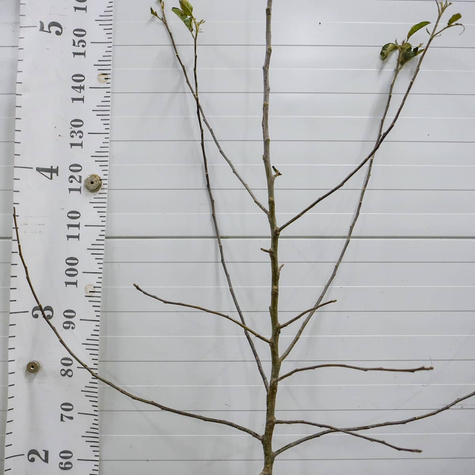 Jabloň Jonagold DeCosta – sazenice s holým kořenem