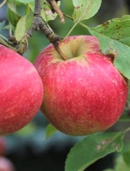 Jabloň Jonatan – sazenice s holým kořenem