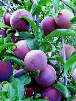 Švestka Althanova renklóda – sazenice s holým kořenem