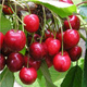 Třešeň Irena – sazenice s holým kořenem