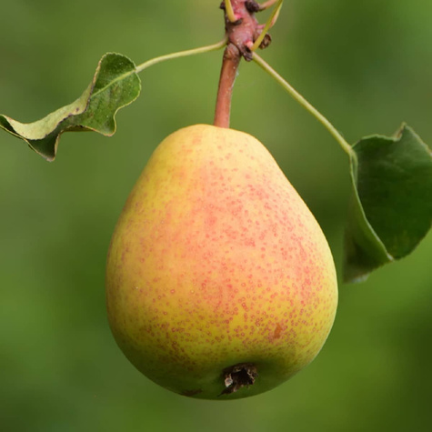 Hrušeň Clappova – sazenice s holým kořenem