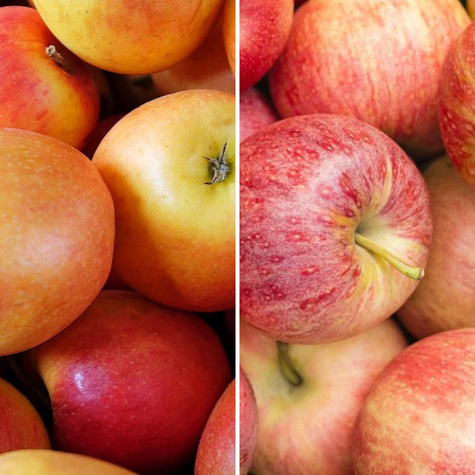 Duo jabloň Szampion + Gala – sazenice s holým kořenem