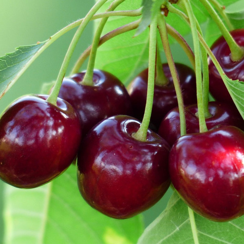 Ploštičník třešeň od UJF START PACK ®