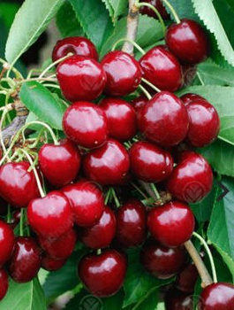 Třešeň Sam – sazenice s holým kořenem