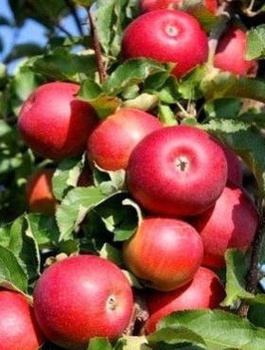Jabloň Rubin – sazenice s holým kořenem