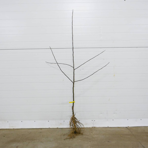 Jabloň Zlatá Reneta – sazenice s holým kořenem