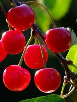 Višeň Wanda – sazenice s holým kořenem