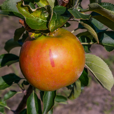 Jabloň sloupovitá Suncats – sazenice s holým kořenem