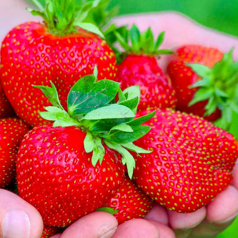 10 ks. Sazenice jahodníku 'Dukat'