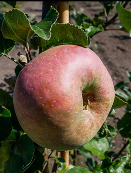 Jabloň Kronselská – sazenice s holým kořenem
