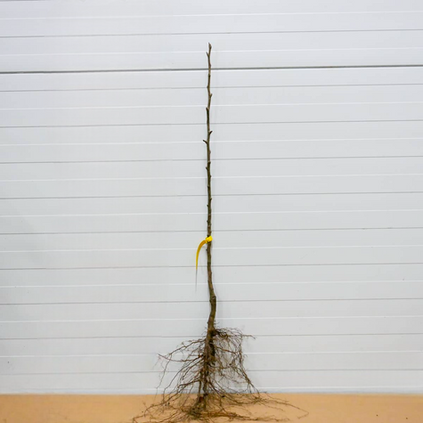 Hrušeň asijská Early Shu – sazenice s holým kořenem