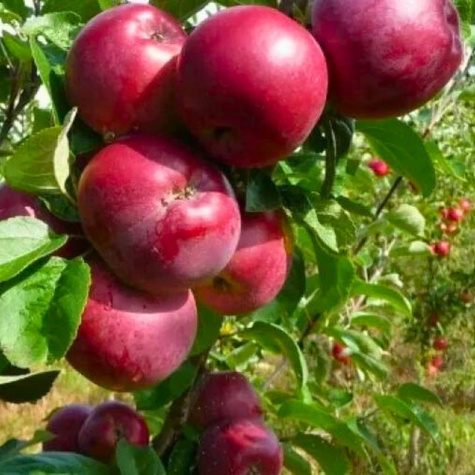 Jabloň Cortland Wicki – sazenice s holým kořenem
