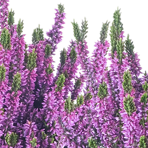 Vřes obecný fialový poupátkový – sazenice