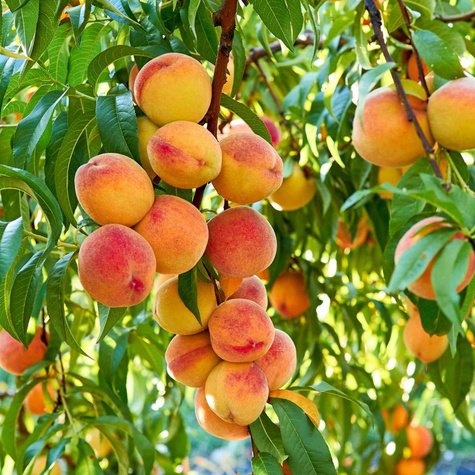 Peach Inka START PACK ®