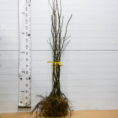 Hrušeň Dicolor – sazenice s holým kořenem