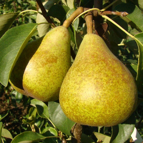 Pear General Leclerc START PACK ®