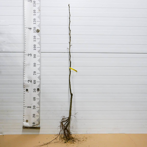 Hrušeň Dicolor – sazenice s holým kořenem