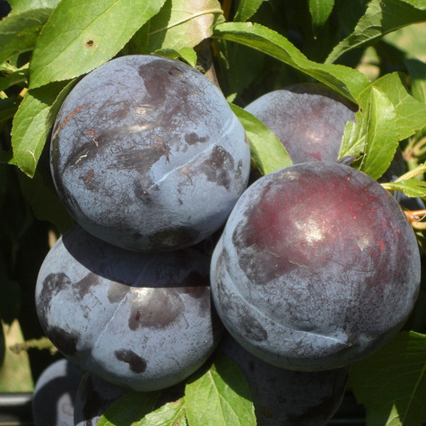 Švestka japonská Angelo – sazenice s holým kořenem
