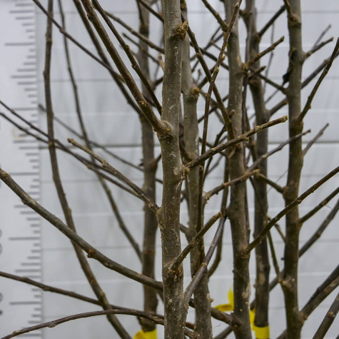 Jabloň Starking – sazenice s holým kořenem