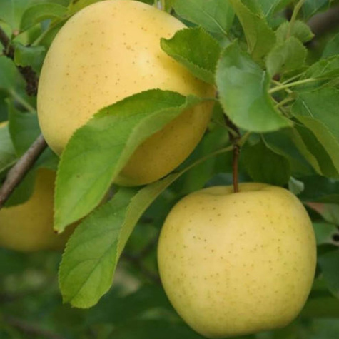 Jabloň Reneta Landsberg START PACK