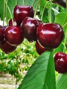 Třešeň Fabiola – sazenice s holým kořenem