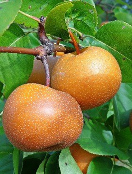 Asijská hrušeň Chojuro – sazenice s holým kořenem