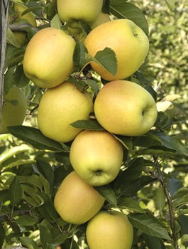 Sloupovitá jabloň Moon Light — sazenice s holým kořenem