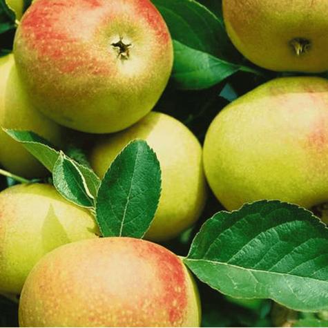 Jabloň Muscat Renette START PACK