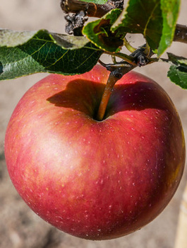 Jabloň Jeronimo Red Delicious – sazenice s holým kořenem