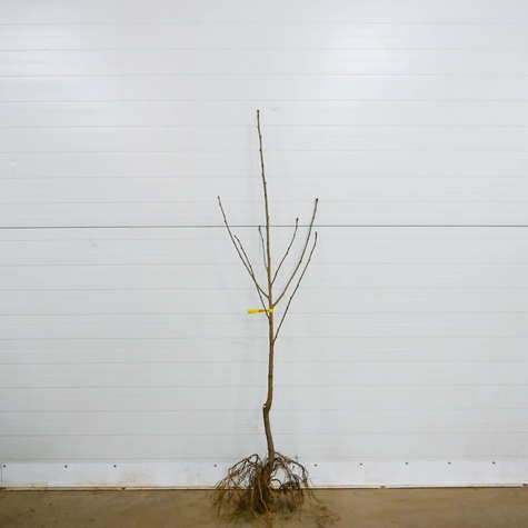 Višeň Turgenevská – sazenice s holým kořenem