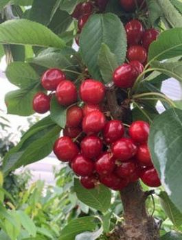 Třešeň Karešova – sazenice s holým kořenem