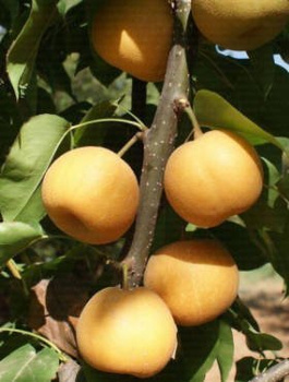 Asijská hrušeň Kosui – sazenice s holým kořenem